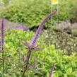 Rozrazilovec viržinský 'Cupid' - Veronicastrum virginicum 'Cupid'