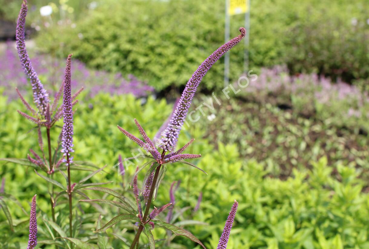 Rozrazilovec viržinský 'Cupid' - Veronicastrum virginicum 'Cupid'