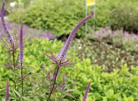 Rozrazilovec viržinský 'Cupid' - Veronicastrum virginicum 'Cupid'