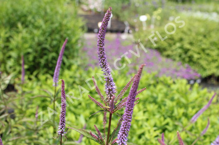 Rozrazilovec viržinský 'Cupid' - Veronicastrum virginicum 'Cupid'