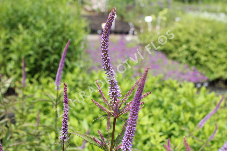Rozrazilovec viržinský 'Cupid' - Veronicastrum virginicum 'Cupid'