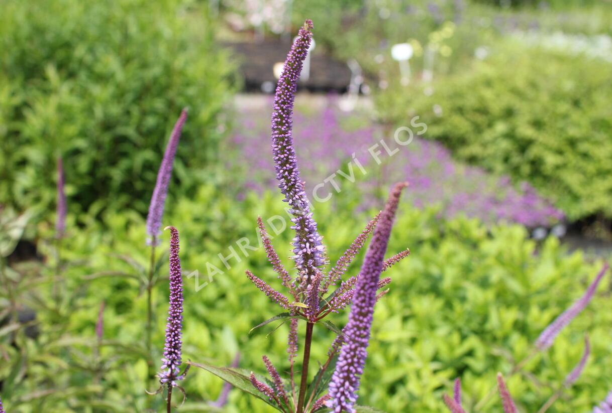 Rozrazilovec viržinský 'Cupid' - Veronicastrum virginicum 'Cupid'