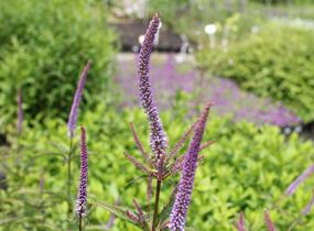 Rozrazilovec viržinský 'Cupid' - Veronicastrum virginicum 'Cupid'
