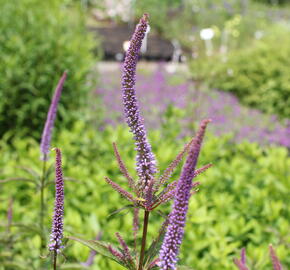 Rozrazilovec viržinský 'Cupid' - Veronicastrum virginicum 'Cupid'