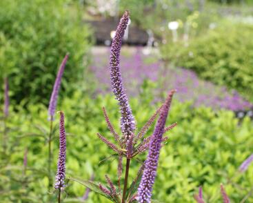 Rozrazilovec viržinský 'Cupid'