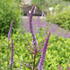 Veronicastrum virginicum 'Cupid'.JPG