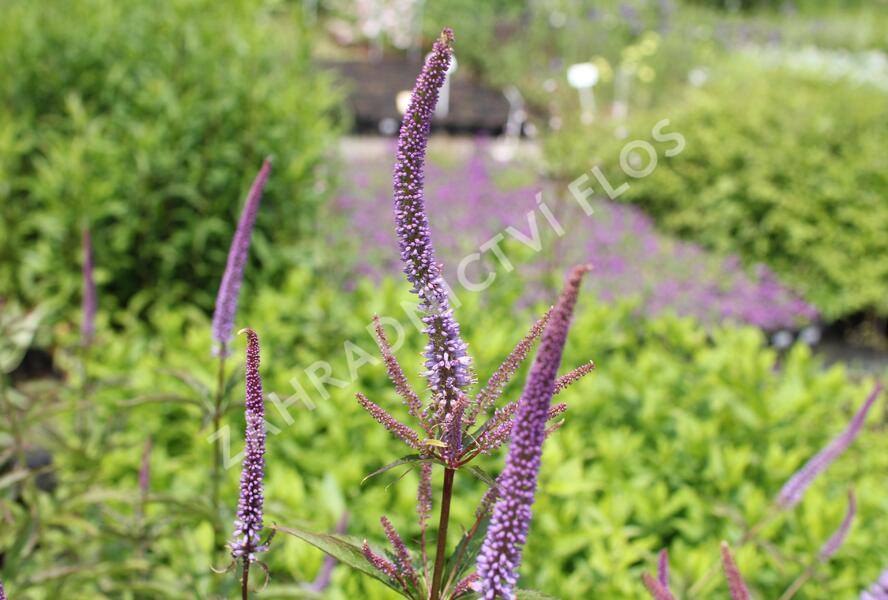 Rozrazilovec viržinský 'Cupid' - Veronicastrum virginicum 'Cupid'