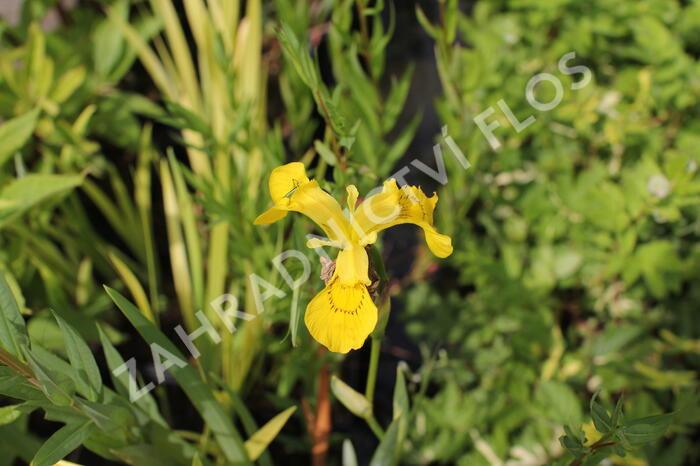 Kosatec mix - Iris mix