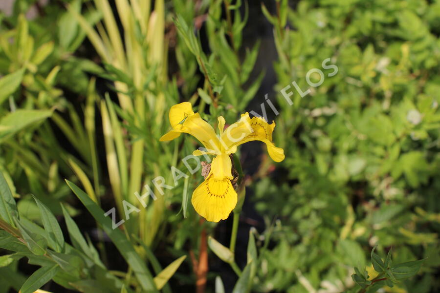 Kosatec mix - Iris mix