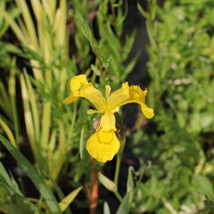 Kosatec mix - Iris mix