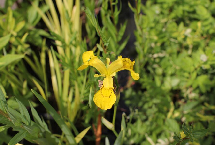 Kosatec mix - Iris mix