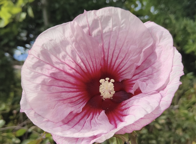 Ibišek bahenní 'Summer Storm' - Hibiscus moscheutos 'Summer Storm'