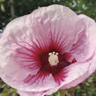 Ibišek bahenní 'Summer Storm' - Hibiscus moscheutos 'Summer Storm'