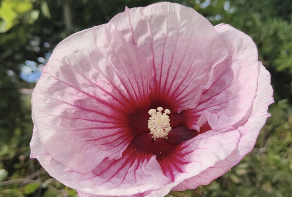 Ibišek bahenní 'Summer Storm' - Hibiscus moscheutos 'Summer Storm'