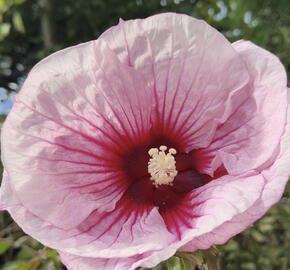 Ibišek bahenní 'Summer Storm'