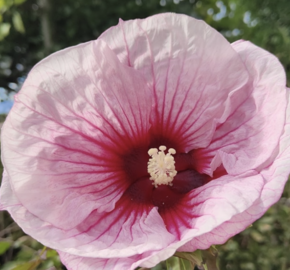 Ibišek bahenní 'Summer Storm' - Hibiscus moscheutos 'Summer Storm'