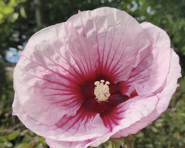 Ibišek bahenní 'Summer Storm'