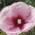 Hibiscus moscheutos 'Summer Storm'.png