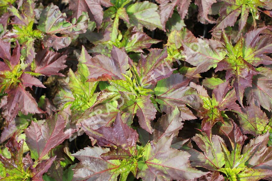 Ibišek bahenní 'Summer Storm' - Hibiscus moscheutos 'Summer Storm'