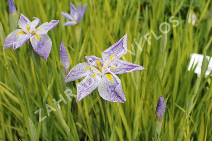 Kosatec mečovitý 'Aquamarin' - Iris ensata 'Aquamarin'