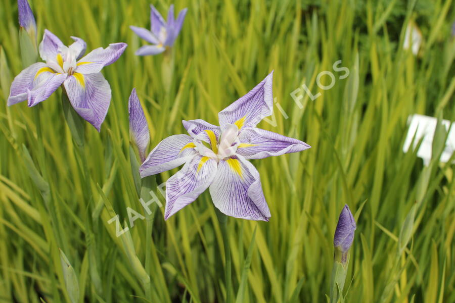 Kosatec mečovitý 'Aquamarin' - Iris ensata 'Aquamarin'