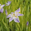 Kosatec mečovitý 'Aquamarin' - Iris ensata 'Aquamarin'