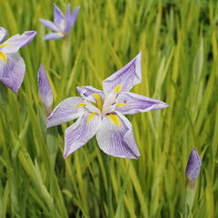 Kosatec mečovitý 'Aquamarin' - Iris ensata 'Aquamarin'