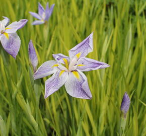 Kosatec mečovitý 'Aquamarin' - Iris ensata 'Aquamarin'