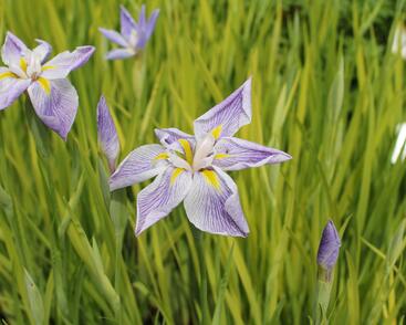 Kosatec mečovitý 'Aquamarin'