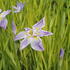 Iris ensata 'Aquamarin'.JPG