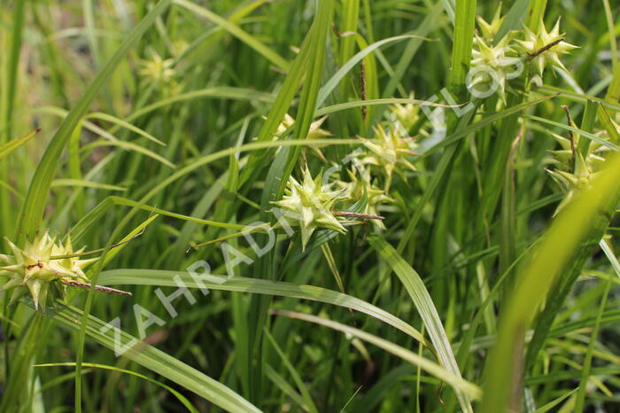 Ostřice Grayova 'Saladin' - Carex grayi 'Saladin'