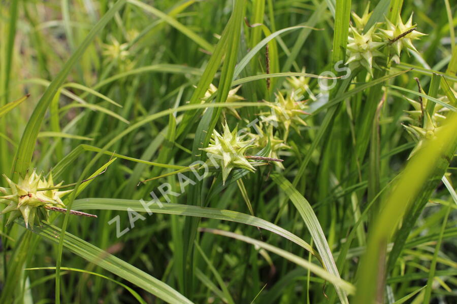 Ostřice Grayova 'Saladin' - Carex grayi 'Saladin'