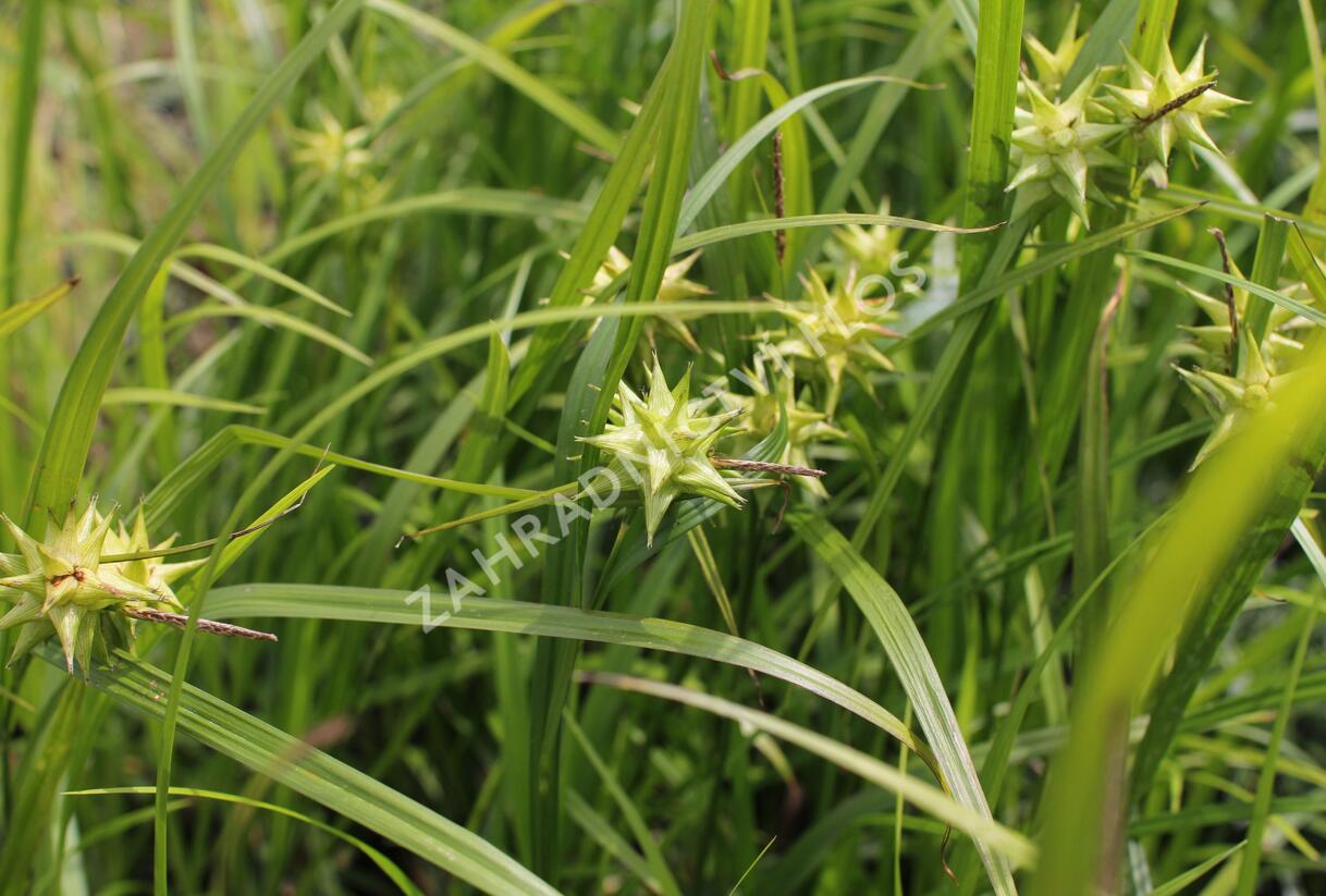 Ostřice Grayova 'Saladin' - Carex grayi 'Saladin'