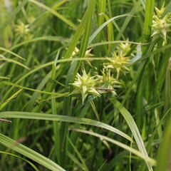 Ostřice Grayova 'Saladin' - Carex grayi 'Saladin'