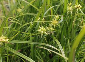 Ostřice Grayova 'Saladin' - Carex grayi 'Saladin'