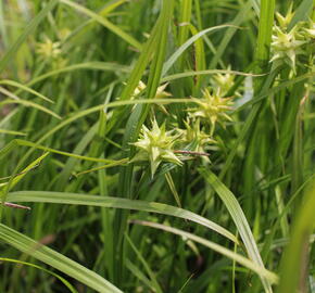 Ostřice Grayova 'Saladin' - Carex grayi 'Saladin'