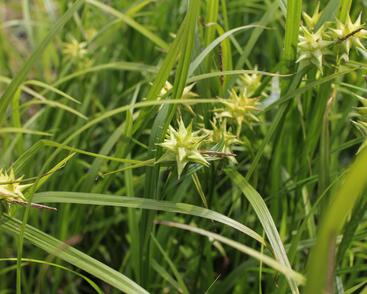 Ostřice Grayova 'Saladin'