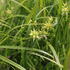 Carex grayi 'Saladin'.JPG