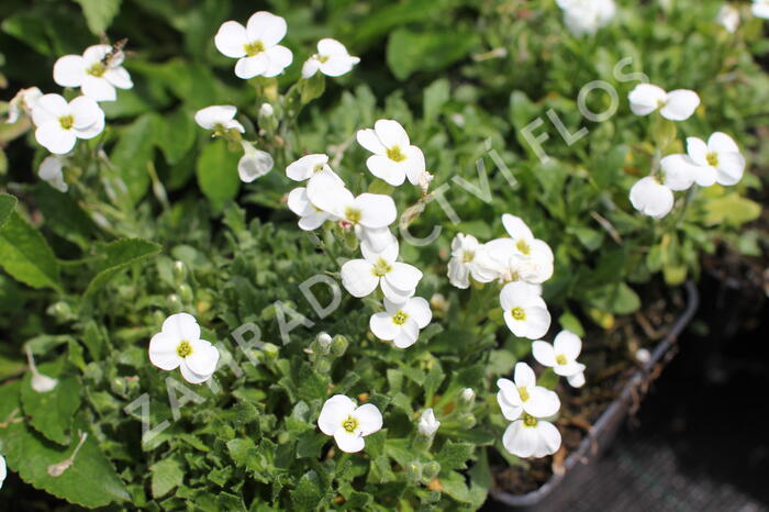 Tařička kosníkovitá 'Axcent White' - Aubrieta deltoides 'Axcent White'
