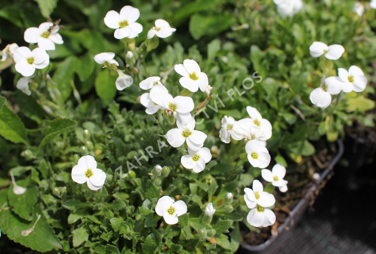 Tařička kosníkovitá 'Axcent White' - Aubrieta deltoides 'Axcent White'