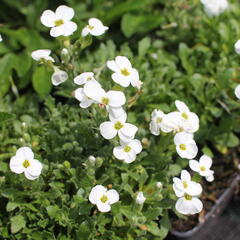 Tařička kosníkovitá 'Axcent White' - Aubrieta deltoides 'Axcent White'