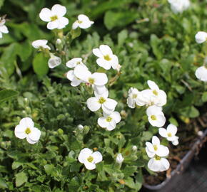 Tařička kosníkovitá 'Axcent White' - Aubrieta deltoides 'Axcent White'