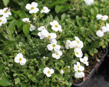 Tařička kosníkovitá 'Axcent White'