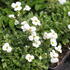 Aubrieta deltoides 'Axcent White'.JPG