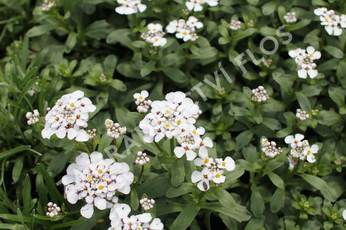 Iberka vždyzelená 'Masterpiece' - Iberis sempervirens 'Masterpiece'