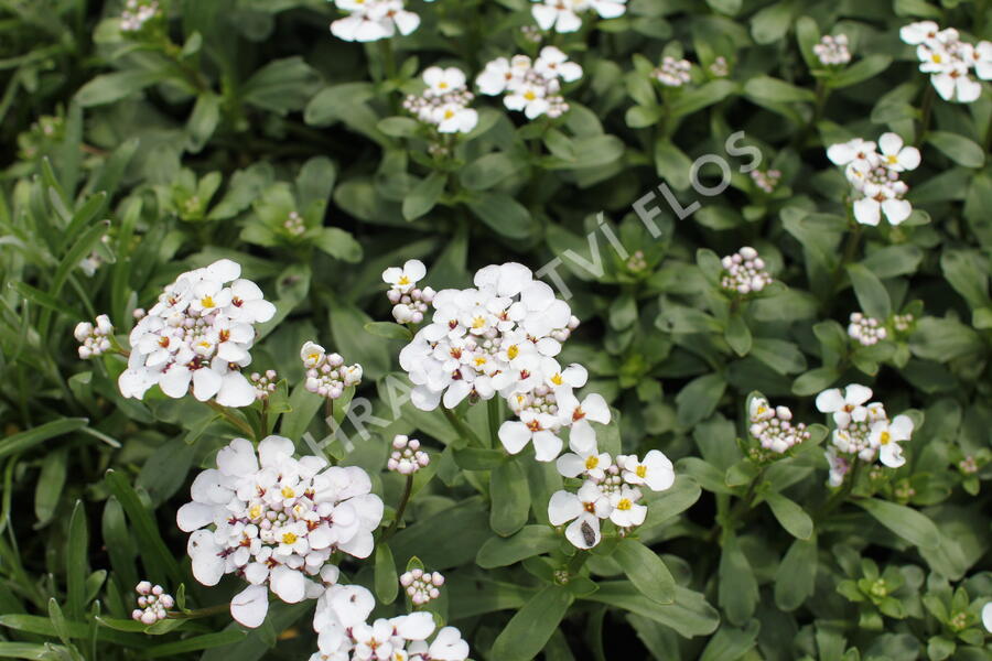 Iberka vždyzelená 'Masterpiece' - Iberis sempervirens 'Masterpiece'