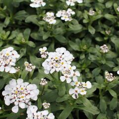 Iberka vždyzelená 'Masterpiece' - Iberis sempervirens 'Masterpiece'