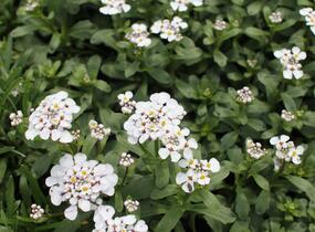 Iberka vždyzelená 'Masterpiece' - Iberis sempervirens 'Masterpiece'
