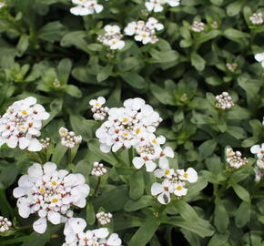 Iberka vždyzelená 'Masterpiece' - Iberis sempervirens 'Masterpiece'
