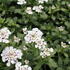Iberis sempervirens 'Masterpiece'_01.JPG